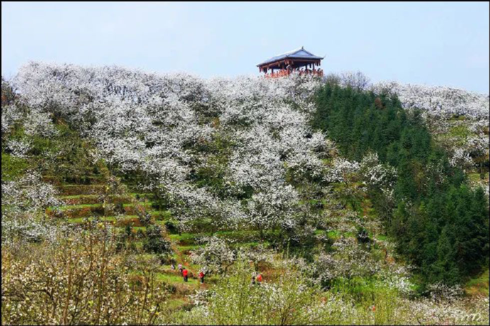 【春天，广西桂林灌阳县向您发出邀请！】我们在灌阳看梨花 - 游山玩水 - 运城生活社区 - 运城28生活网 yuncheng.28life.net
