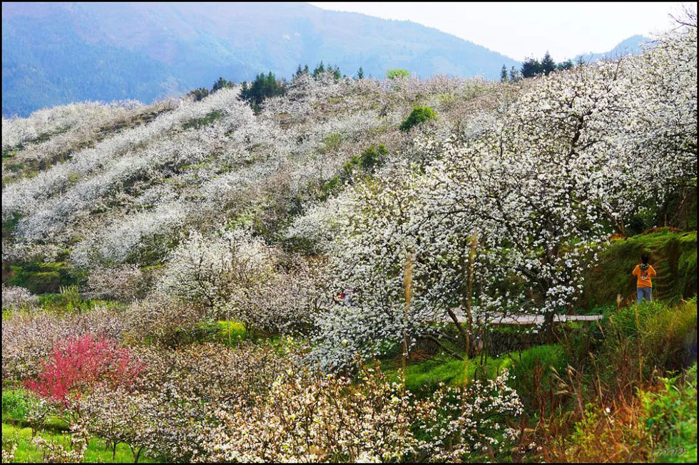 【春天，广西桂林灌阳县向您发出邀请！】我们在灌阳看梨花 - 游山玩水 - 运城生活社区 - 运城28生活网 yuncheng.28life.net