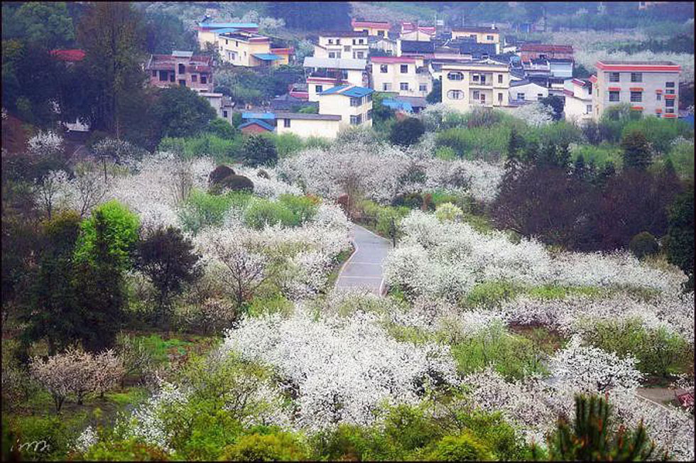 【春天，广西桂林灌阳县向您发出邀请！】我们在灌阳看梨花 - 游山玩水 - 运城生活社区 - 运城28生活网 yuncheng.28life.net