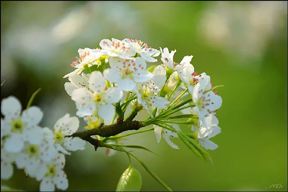 【春天，广西桂林灌阳县向您发出邀请！】我们在灌阳看梨花 - 游山玩水 - 运城生活社区 - 运城28生活网 yuncheng.28life.net