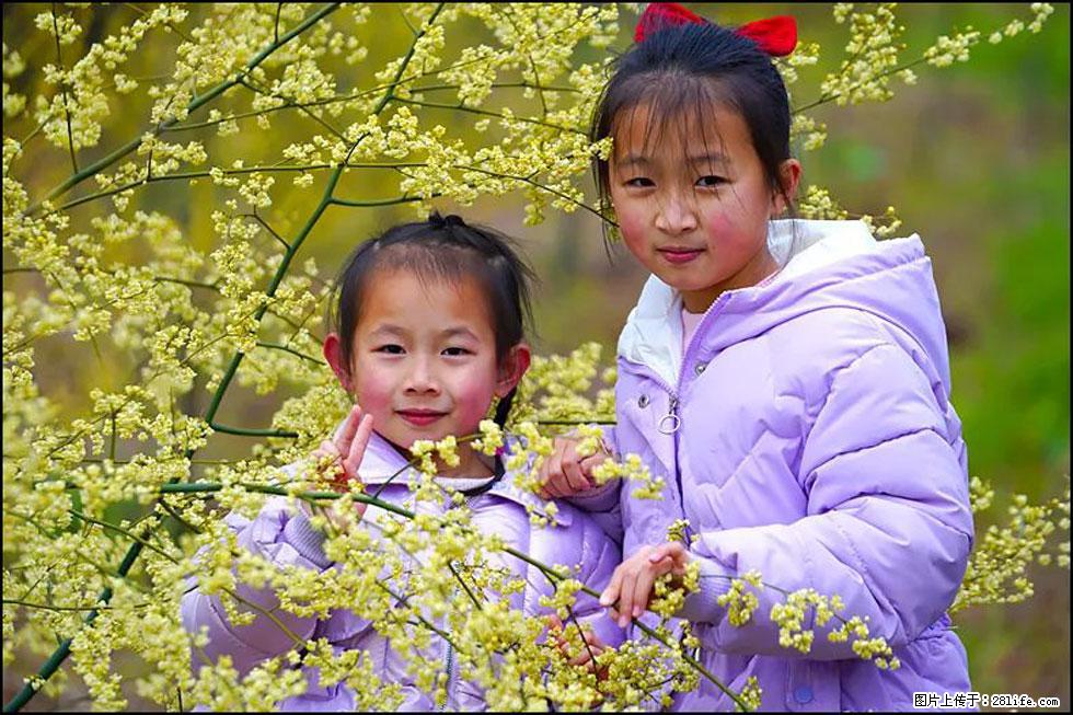 【春天，广西桂林灌阳县向您发出邀请！】米珠山前有片山苍子花在飘香 - 游山玩水 - 运城生活社区 - 运城28生活网 yuncheng.28life.net