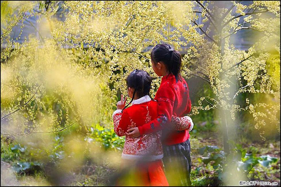 【春天，广西桂林灌阳县向您发出邀请！】米珠山前有片山苍子花在飘香 - 游山玩水 - 运城生活社区 - 运城28生活网 yuncheng.28life.net