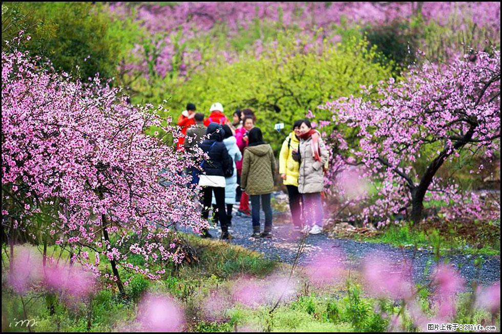 【春天，广西桂林灌阳县向您发出邀请！】官庄村有个醉美的桃花园 - 游山玩水 - 运城生活社区 - 运城28生活网 yuncheng.28life.net
