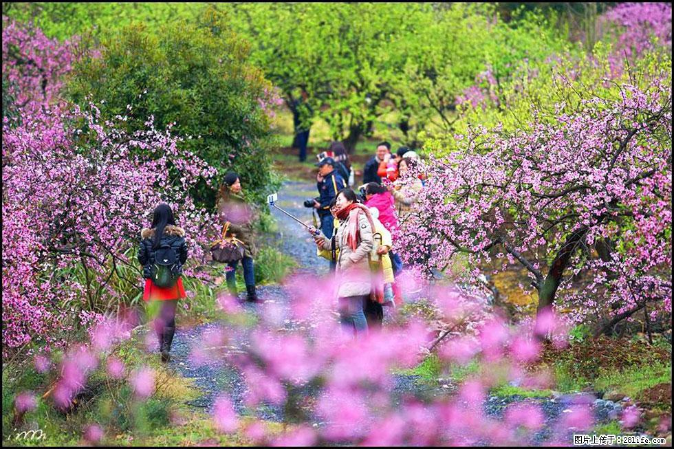 【春天，广西桂林灌阳县向您发出邀请！】官庄村有个醉美的桃花园 - 游山玩水 - 运城生活社区 - 运城28生活网 yuncheng.28life.net