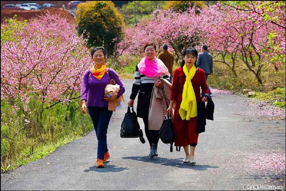 【春天，广西桂林灌阳县向您发出邀请！】官庄村有个醉美的桃花园 - 游山玩水 - 运城生活社区 - 运城28生活网 yuncheng.28life.net