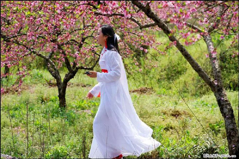 【春天，广西桂林灌阳县向您发出邀请！】官庄村有个醉美的桃花园 - 游山玩水 - 运城生活社区 - 运城28生活网 yuncheng.28life.net