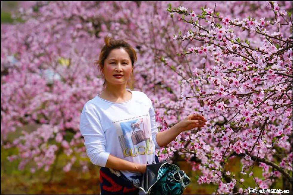 【春天，广西桂林灌阳县向您发出邀请！】官庄村有个醉美的桃花园 - 游山玩水 - 运城生活社区 - 运城28生活网 yuncheng.28life.net