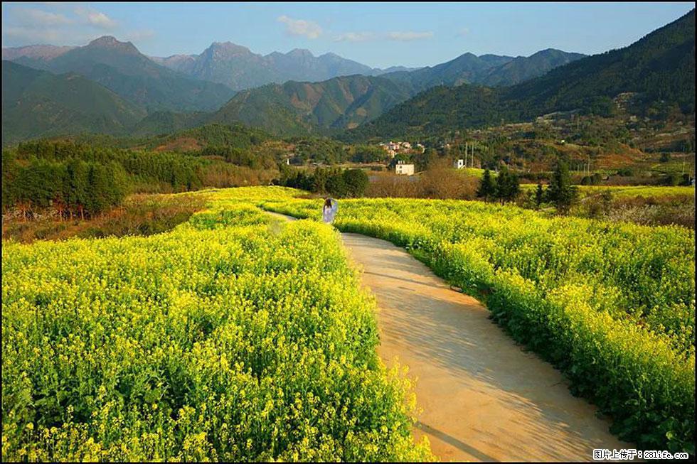 【春天，广西桂林灌阳县向您发出邀请！】长坪村油菜盛情花开 - 游山玩水 - 运城生活社区 - 运城28生活网 yuncheng.28life.net