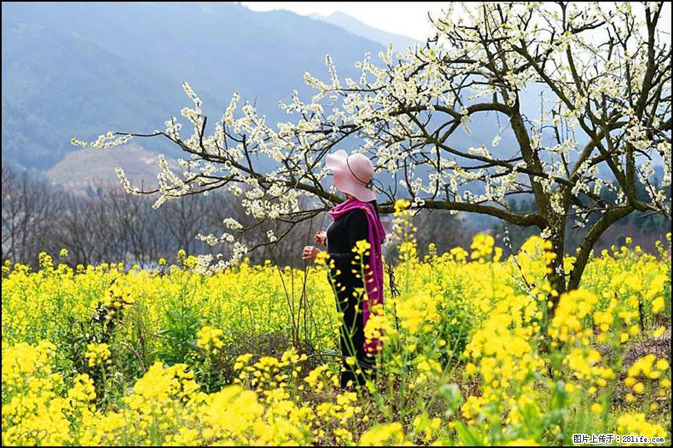 【春天，广西桂林灌阳县向您发出邀请！】长坪村油菜盛情花开 - 游山玩水 - 运城生活社区 - 运城28生活网 yuncheng.28life.net