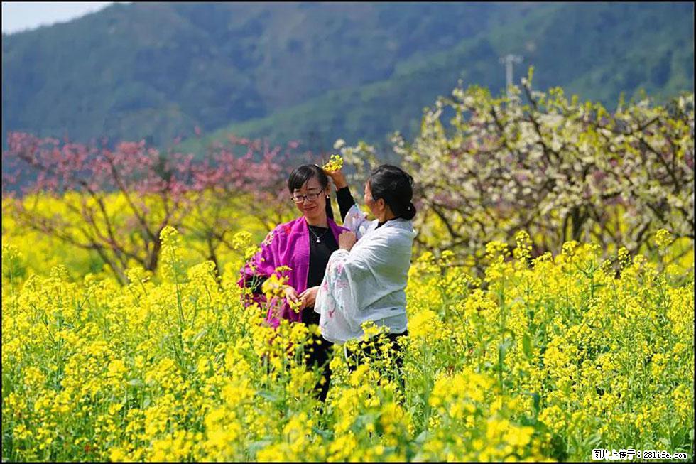 【春天，广西桂林灌阳县向您发出邀请！】长坪村油菜盛情花开 - 游山玩水 - 运城生活社区 - 运城28生活网 yuncheng.28life.net