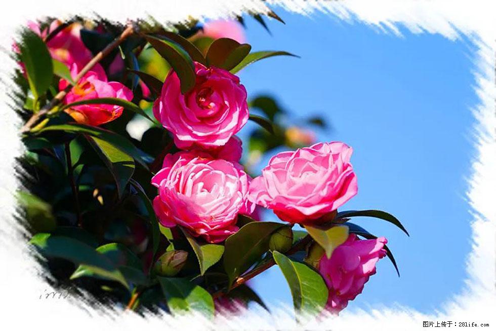 【春天，广西桂林灌阳县向您发出邀请！】杨柳井茶花惹人爱 - 游山玩水 - 运城生活社区 - 运城28生活网 yuncheng.28life.net