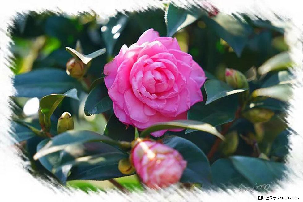 【春天，广西桂林灌阳县向您发出邀请！】杨柳井茶花惹人爱 - 游山玩水 - 运城生活社区 - 运城28生活网 yuncheng.28life.net