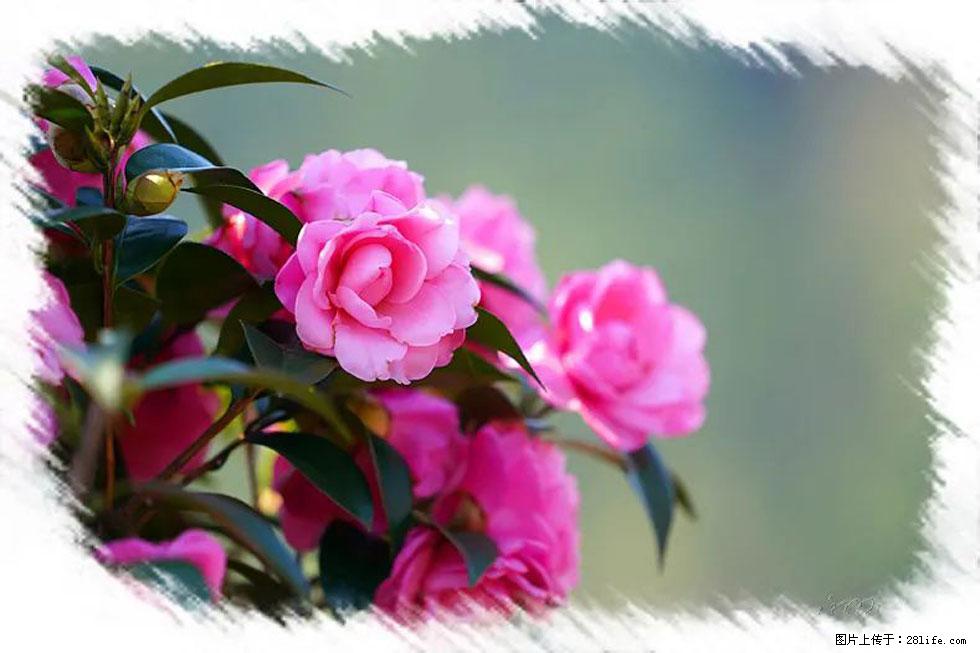 【春天，广西桂林灌阳县向您发出邀请！】杨柳井茶花惹人爱 - 游山玩水 - 运城生活社区 - 运城28生活网 yuncheng.28life.net