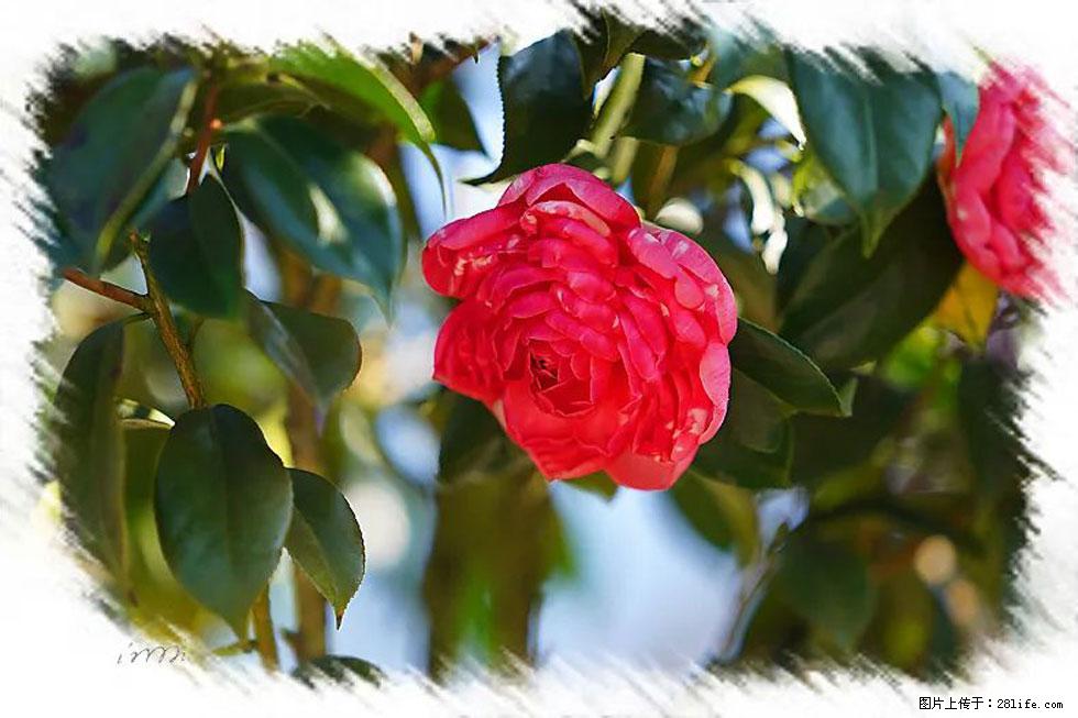 【春天，广西桂林灌阳县向您发出邀请！】杨柳井茶花惹人爱 - 游山玩水 - 运城生活社区 - 运城28生活网 yuncheng.28life.net