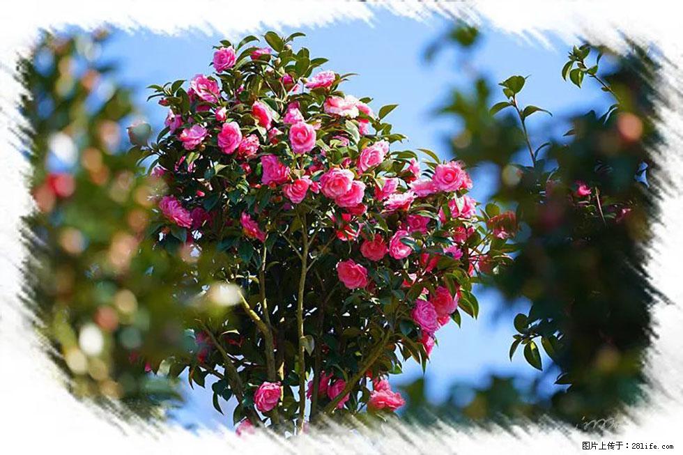 【春天，广西桂林灌阳县向您发出邀请！】杨柳井茶花惹人爱 - 游山玩水 - 运城生活社区 - 运城28生活网 yuncheng.28life.net