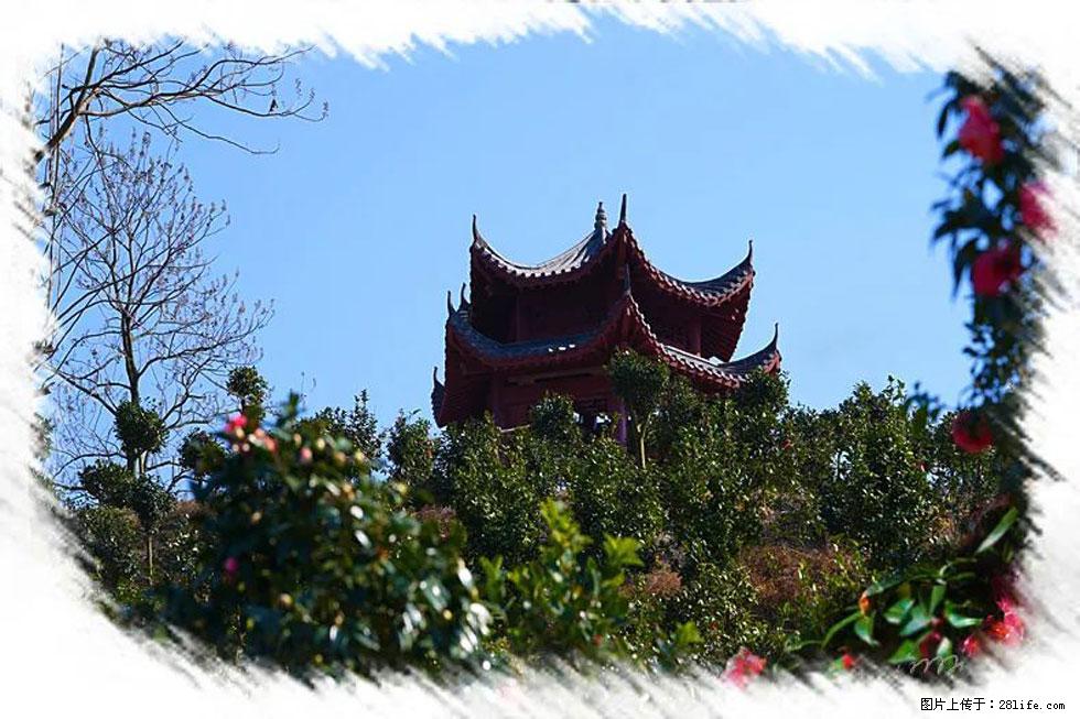 【春天，广西桂林灌阳县向您发出邀请！】杨柳井茶花惹人爱 - 游山玩水 - 运城生活社区 - 运城28生活网 yuncheng.28life.net