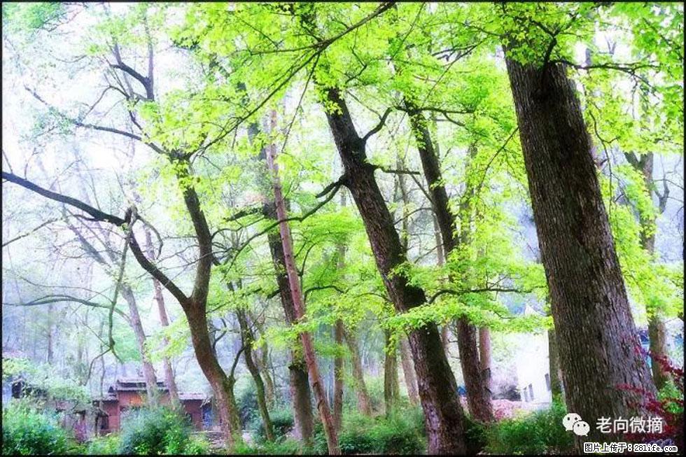 【春天，广西桂林灌阳县向您发出邀请！】在小龙村与春天约会 - 游山玩水 - 运城生活社区 - 运城28生活网 yuncheng.28life.net