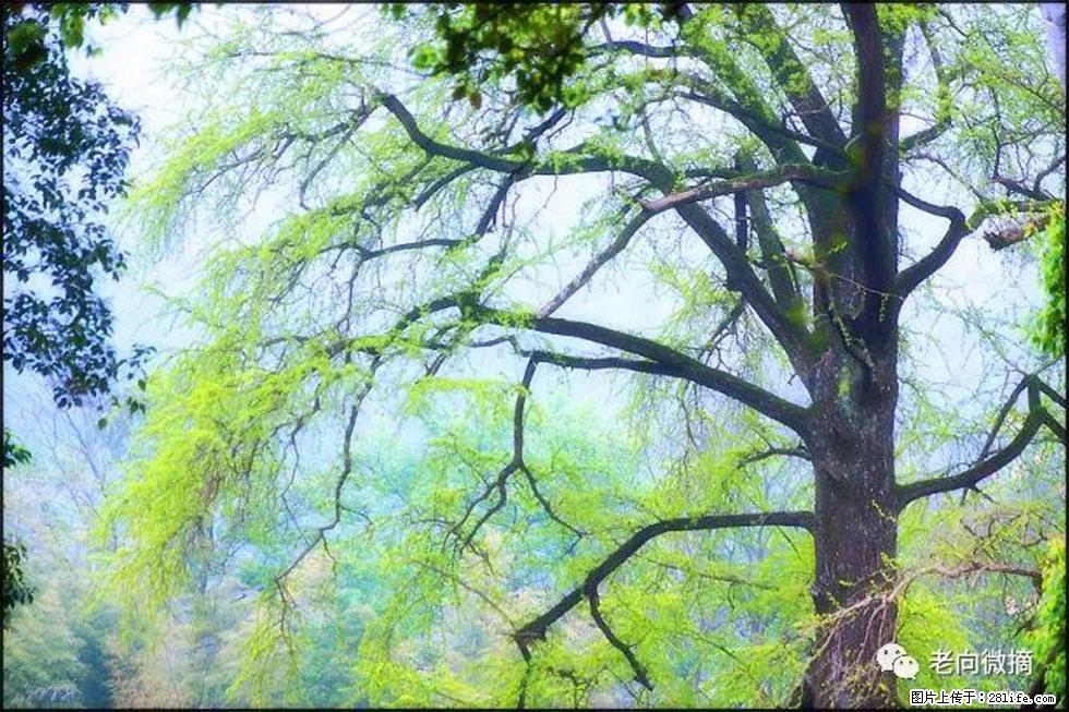 【春天，广西桂林灌阳县向您发出邀请！】在小龙村与春天约会 - 游山玩水 - 运城生活社区 - 运城28生活网 yuncheng.28life.net
