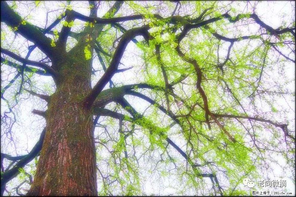 【春天，广西桂林灌阳县向您发出邀请！】在小龙村与春天约会 - 游山玩水 - 运城生活社区 - 运城28生活网 yuncheng.28life.net