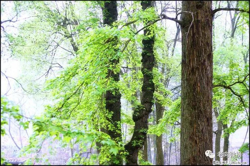 【春天，广西桂林灌阳县向您发出邀请！】在小龙村与春天约会 - 游山玩水 - 运城生活社区 - 运城28生活网 yuncheng.28life.net