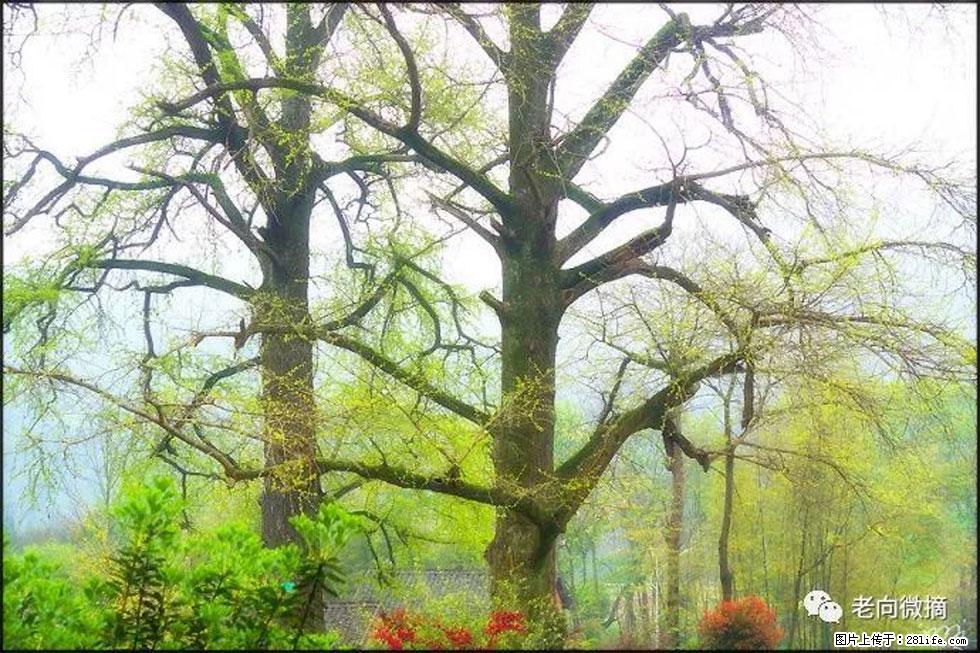 【春天，广西桂林灌阳县向您发出邀请！】在小龙村与春天约会 - 游山玩水 - 运城生活社区 - 运城28生活网 yuncheng.28life.net
