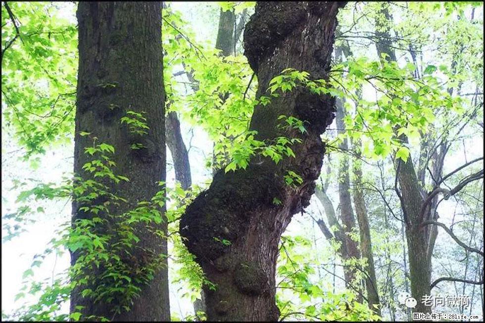 【春天，广西桂林灌阳县向您发出邀请！】在小龙村与春天约会 - 游山玩水 - 运城生活社区 - 运城28生活网 yuncheng.28life.net