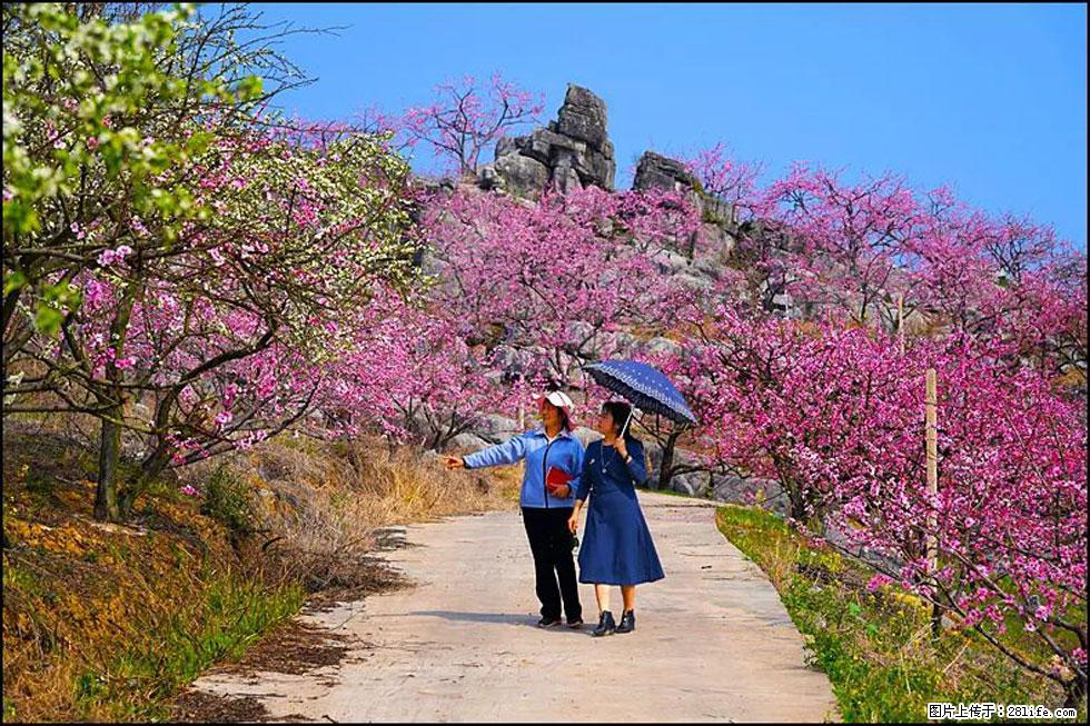 【春天，广西桂林灌阳县向您发出邀请！】望月岭上桃花开 - 游山玩水 - 运城生活社区 - 运城28生活网 yuncheng.28life.net
