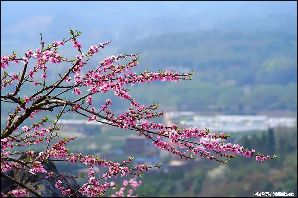 【春天，广西桂林灌阳县向您发出邀请！】望月岭上桃花开 - 游山玩水 - 运城生活社区 - 运城28生活网 yuncheng.28life.net