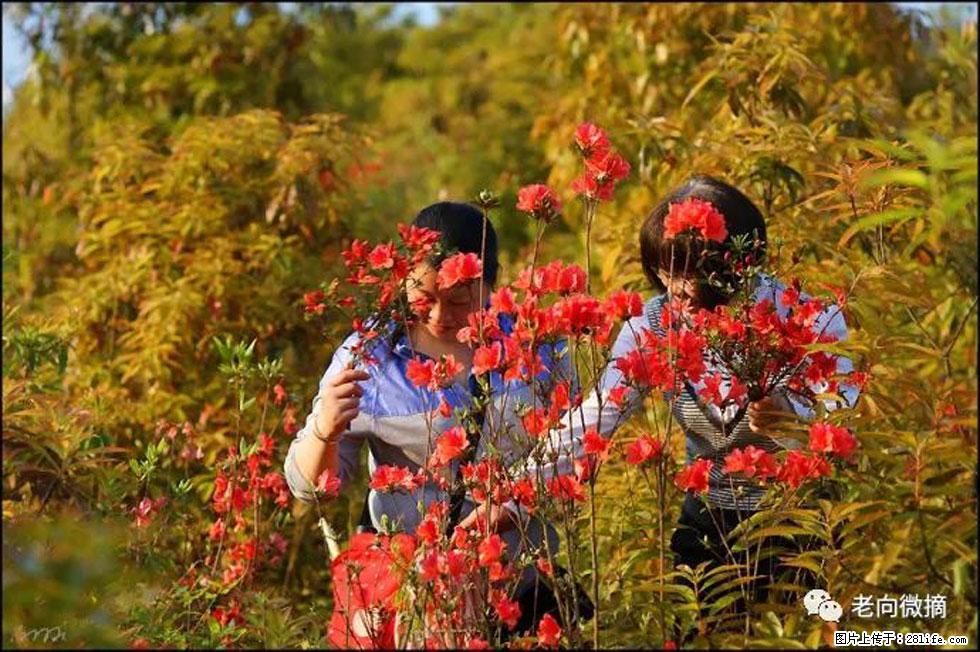 【春天，广西桂林灌阳县向您发出邀请！】登麒麟山，相约映山红 - 游山玩水 - 运城生活社区 - 运城28生活网 yuncheng.28life.net