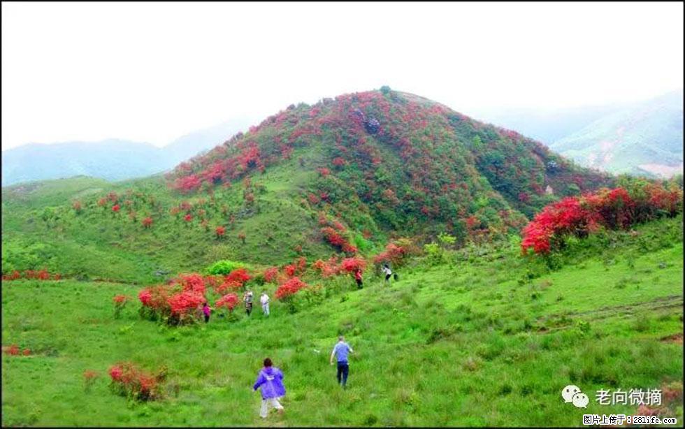 【春天，广西桂林灌阳县向您发出邀请！】宝盖山上映山红 - 游山玩水 - 运城生活社区 - 运城28生活网 yuncheng.28life.net