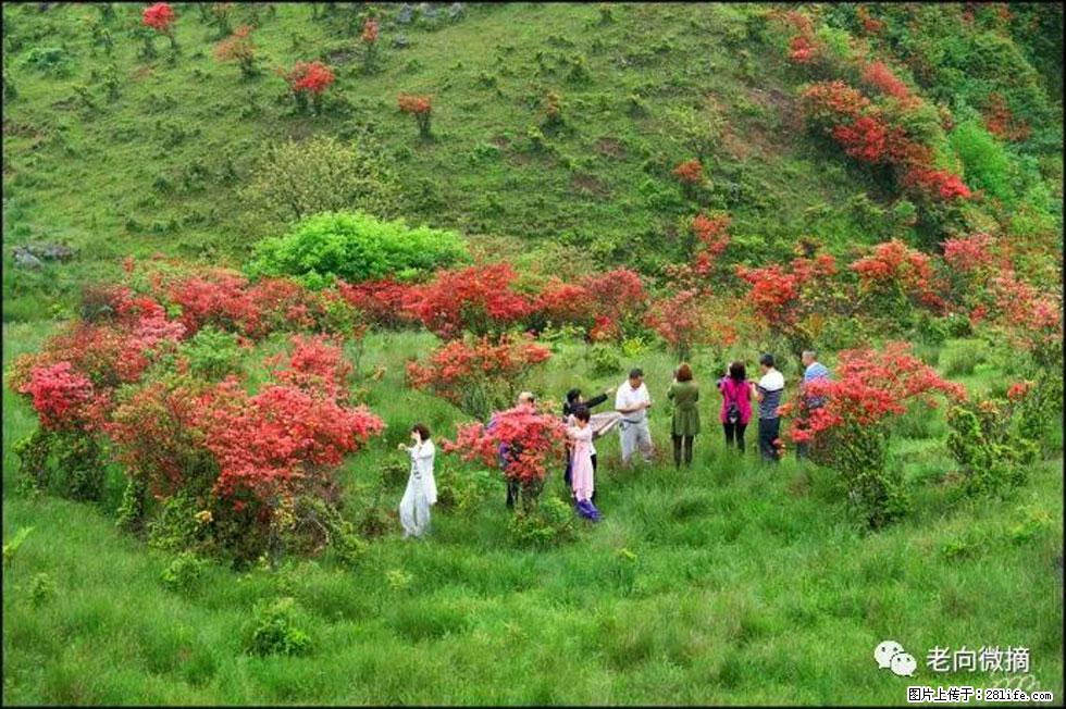 【春天，广西桂林灌阳县向您发出邀请！】宝盖山上映山红 - 游山玩水 - 运城生活社区 - 运城28生活网 yuncheng.28life.net