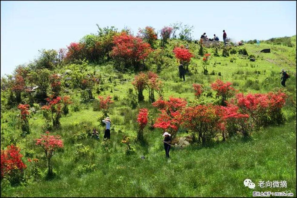 【春天，广西桂林灌阳县向您发出邀请！】宝盖山上映山红 - 游山玩水 - 运城生活社区 - 运城28生活网 yuncheng.28life.net