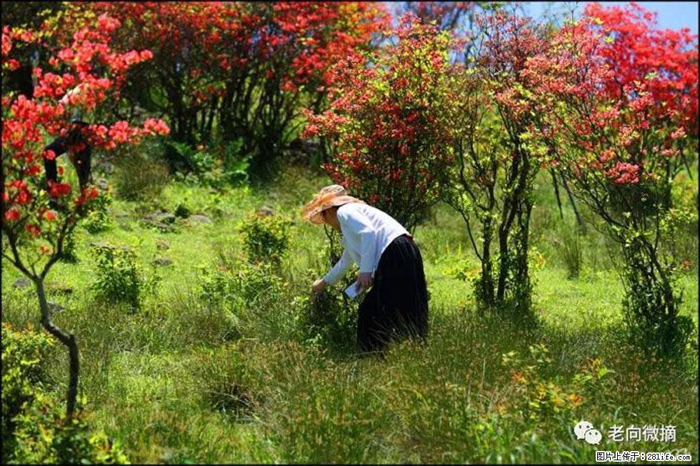 【春天，广西桂林灌阳县向您发出邀请！】宝盖山上映山红 - 游山玩水 - 运城生活社区 - 运城28生活网 yuncheng.28life.net