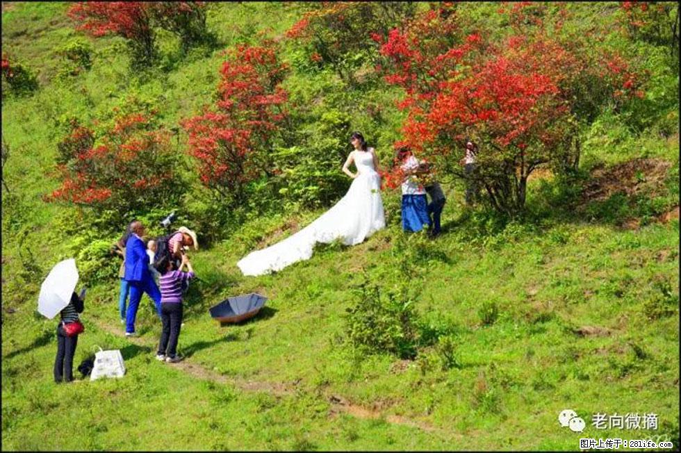 【春天，广西桂林灌阳县向您发出邀请！】宝盖山上映山红 - 游山玩水 - 运城生活社区 - 运城28生活网 yuncheng.28life.net