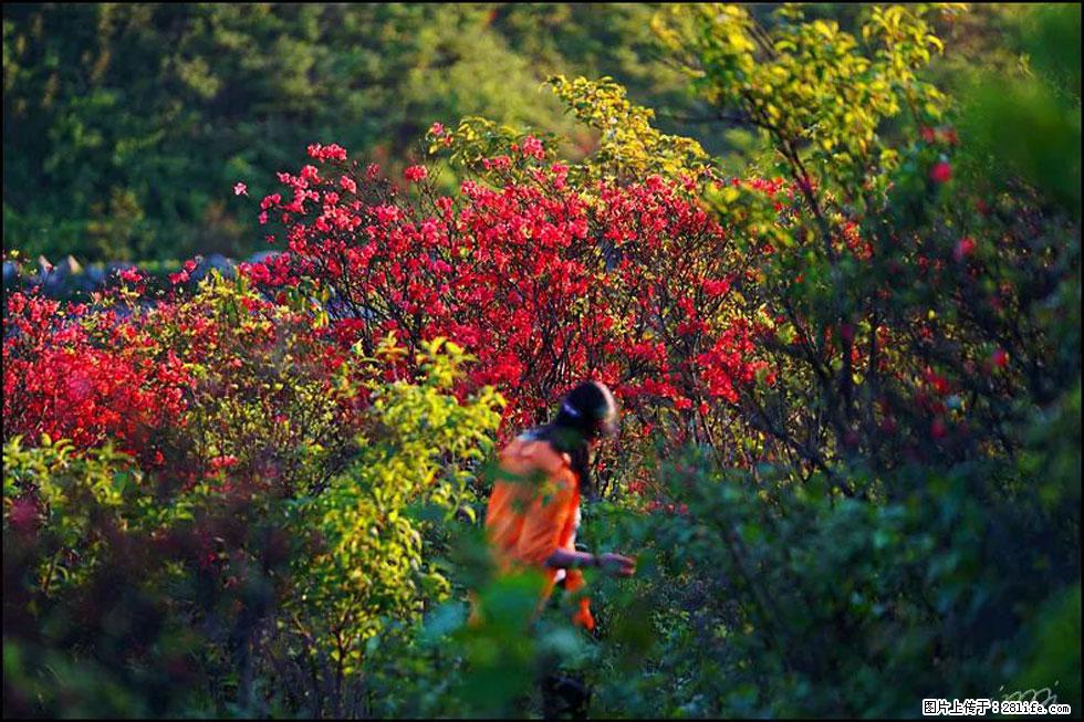 【春天，广西桂林灌阳县向您发出邀请！】春木界上映山红 - 游山玩水 - 运城生活社区 - 运城28生活网 yuncheng.28life.net
