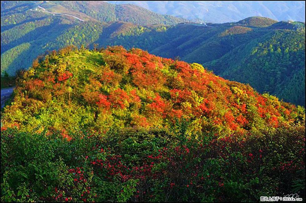 【春天，广西桂林灌阳县向您发出邀请！】春木界上映山红 - 游山玩水 - 运城生活社区 - 运城28生活网 yuncheng.28life.net