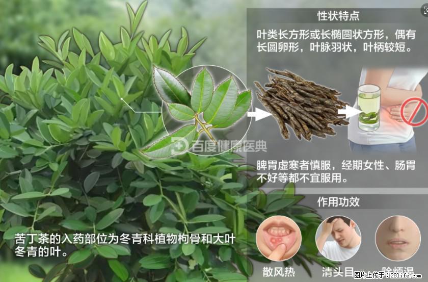 苦丁茶有哪些功效和作用 - 生活百科 - 运城生活社区 - 运城28生活网 yuncheng.28life.net