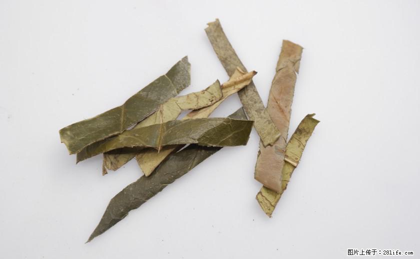 苦丁茶有哪些功效和作用 - 生活百科 - 运城生活社区 - 运城28生活网 yuncheng.28life.net