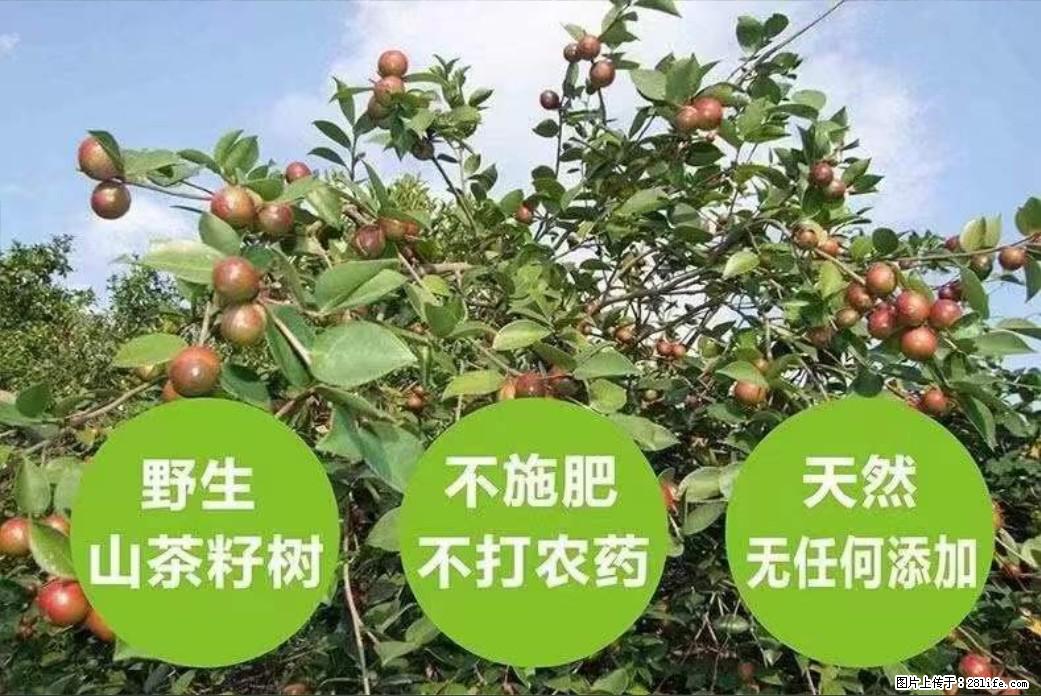 【灌阳县油茶产业示范区】一个有着充实的精神生活的人，对待身外之物自会有一种淡泊的态度 - 美食天地 - 运城生活社区 - 运城28生活网 yuncheng.28life.net