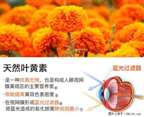 叶黄素有什么功效和作用 - 生活百科 - 运城生活社区 - 运城28生活网 yuncheng.28life.net