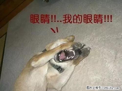 笑癫了！一女的怀孕三年未生，他终于忍不住了... - 娱乐八卦 - 运城生活社区 - 运城28生活网 yuncheng.28life.net