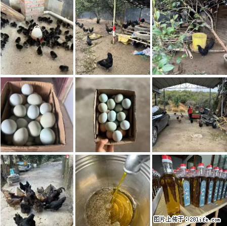 油茶园从小鸡仔开始养起的纯土鸡、土鸡蛋可以预定啦！还有前几天刚榨的纯山茶油哦 - 土特产 - 饮食特产 - 运城分类信息 - 运城28生活网 yuncheng.28life.net