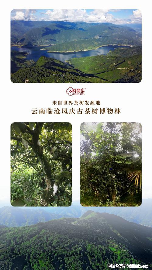 时间果百年古树2025年春红茶 - 购物交流 - 运城生活社区 - 运城28生活网 yuncheng.28life.net
