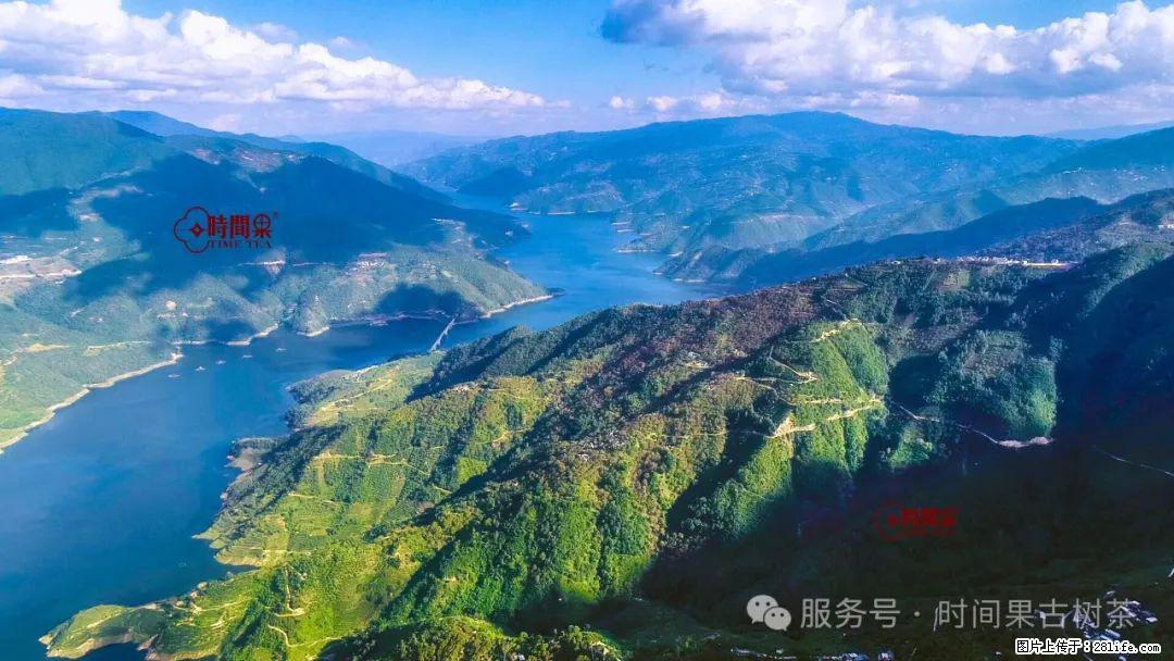 时间果百年古树龙珠普洱生茶 - 购物交流 - 运城生活社区 - 运城28生活网 yuncheng.28life.net