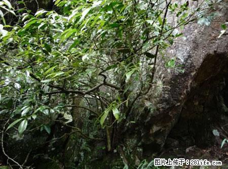 平乐石崖茶，珍贵仅次于金花茶 - 运城生活资讯 - 运城28生活网 yuncheng.28life.net
