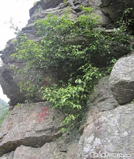 平乐石崖茶，珍贵仅次于金花茶 - 运城生活资讯 - 运城28生活网 yuncheng.28life.net