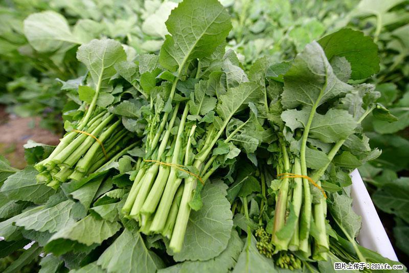 这些蔬菜是“天然钙片”，这6种被医生重点推荐 - 运城生活资讯 - 运城28生活网 yuncheng.28life.net
